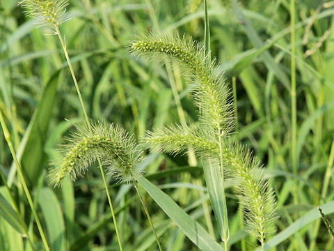 Setaria viridis