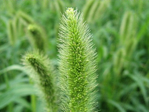 Setaria viridis