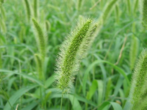 Setaria viridis