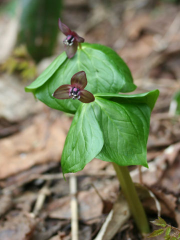 Trillium smallii