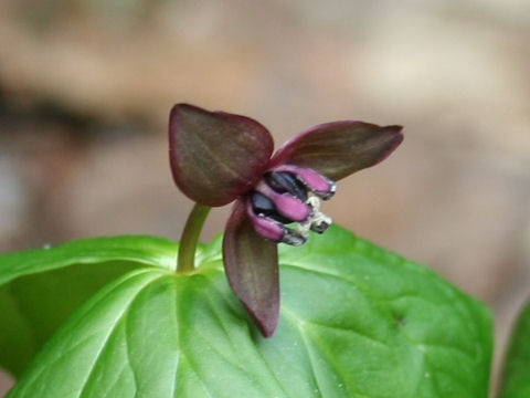 Trillium smallii