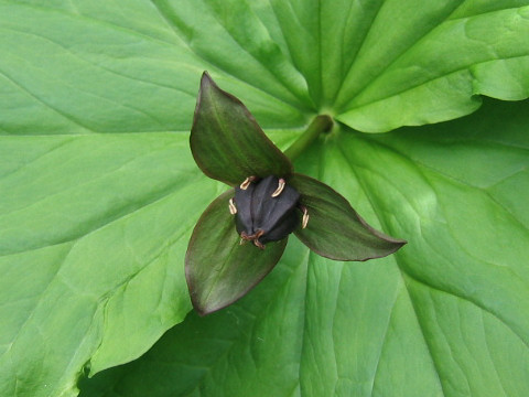 Trillium smallii