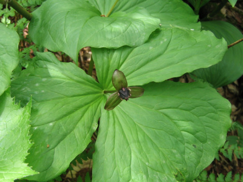 Trillium smallii