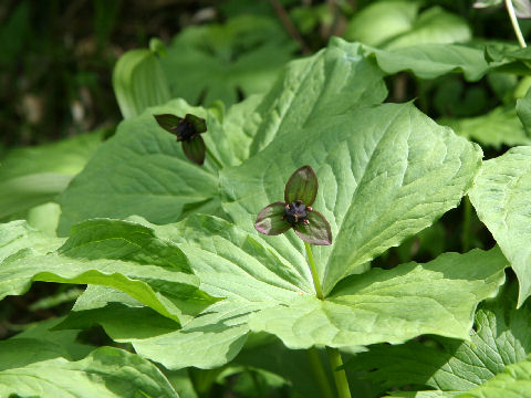 Trillium smallii