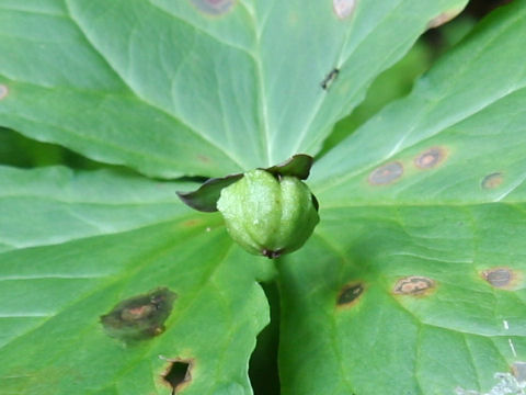 Trillium smallii