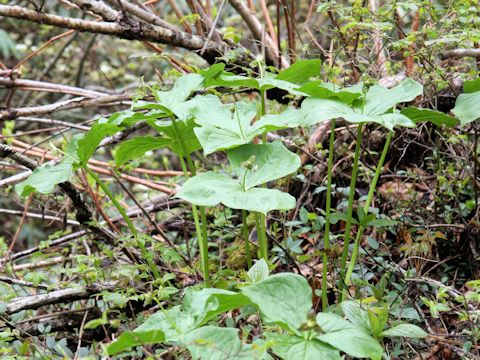 Trillium smallii