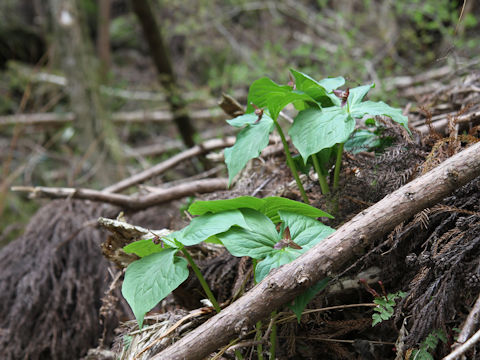 Trillium smallii