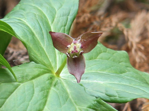 Trillium smallii