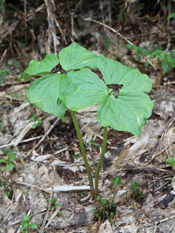 Trillium smallii