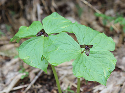 Trillium smallii