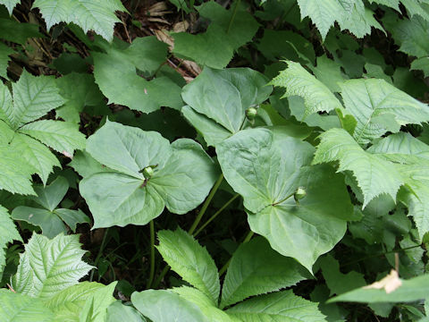 Trillium smallii