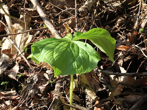 Trillium smallii