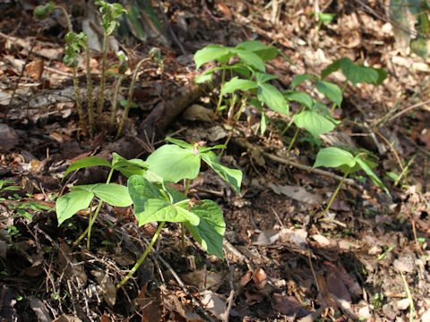 Trillium smallii