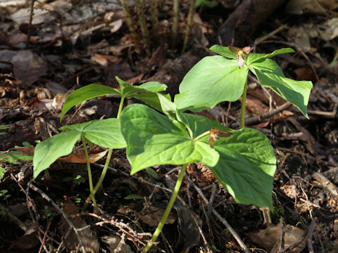 Trillium smallii