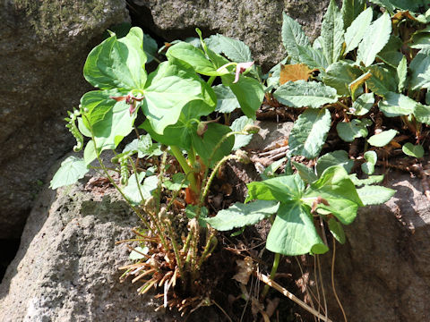 Trillium smallii