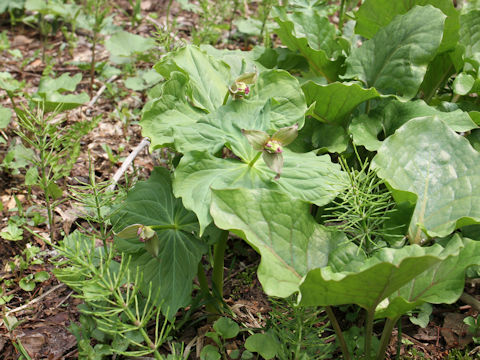 Trillium smallii