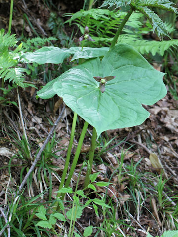 Trillium smallii