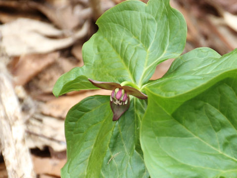 Trillium smallii