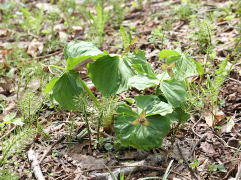 Trillium smallii