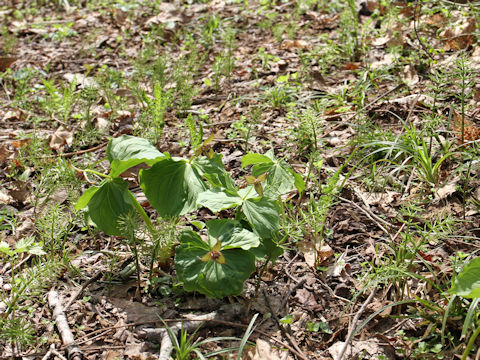 Trillium smallii