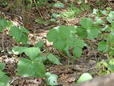 Trillium smallii