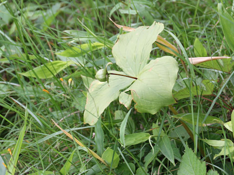 Trillium smallii