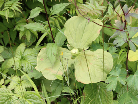 Trillium smallii