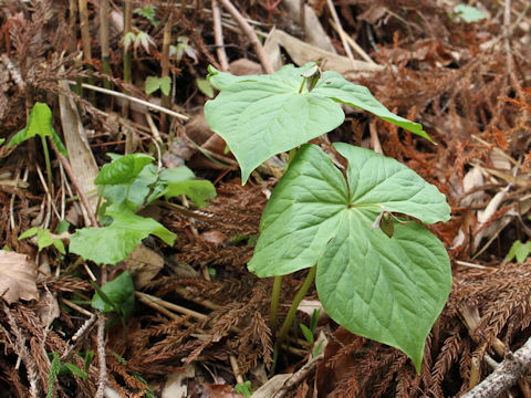 Trillium smallii