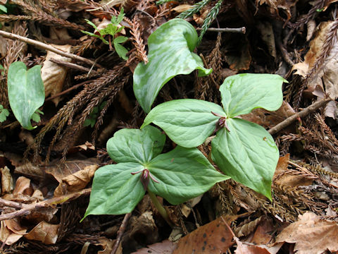 Trillium smallii