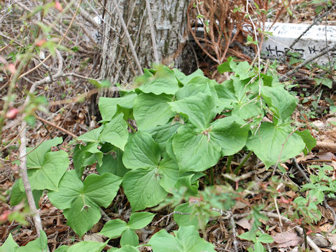 Trillium smallii