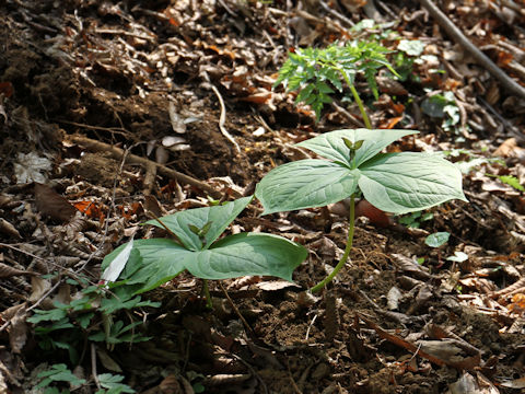 Trillium smallii