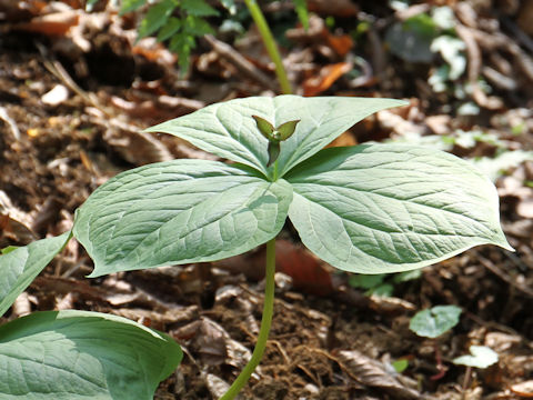 Trillium smallii