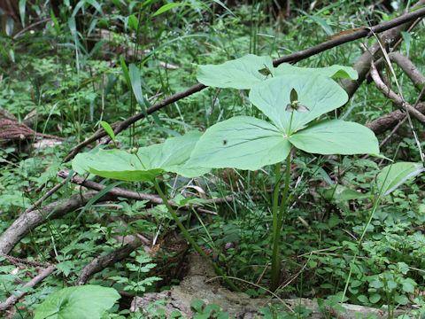 Trillium smallii