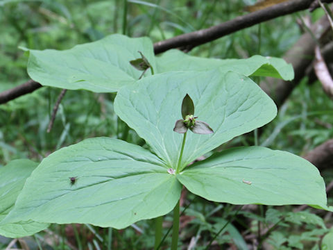 Trillium smallii