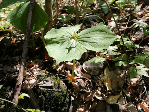 Trillium smallii