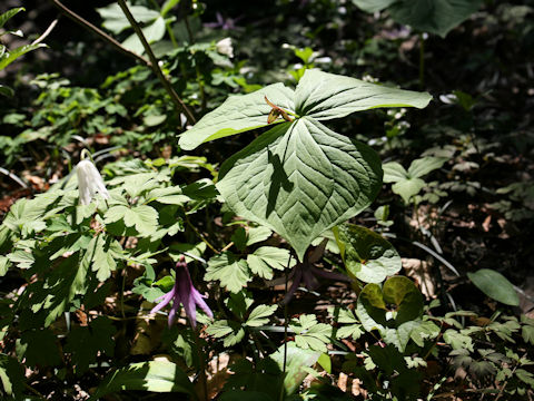 Trillium smallii