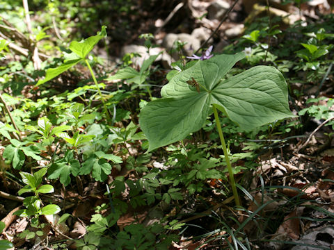 Trillium smallii