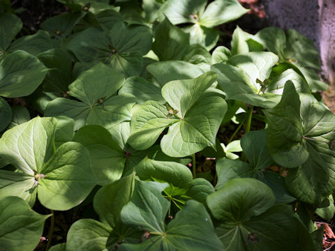 Trillium smallii