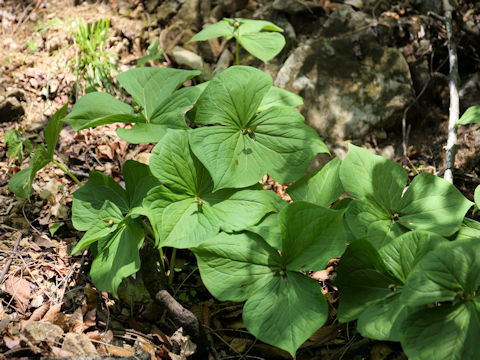 Trillium smallii