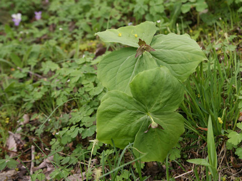 Trillium smallii