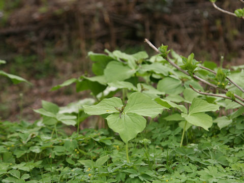 Trillium smallii