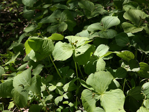 Trillium smallii