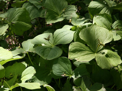 Trillium smallii