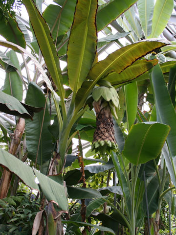 Ensete glaucum