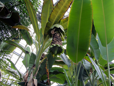 Ensete glaucum