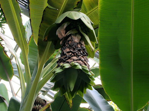 Ensete glaucum