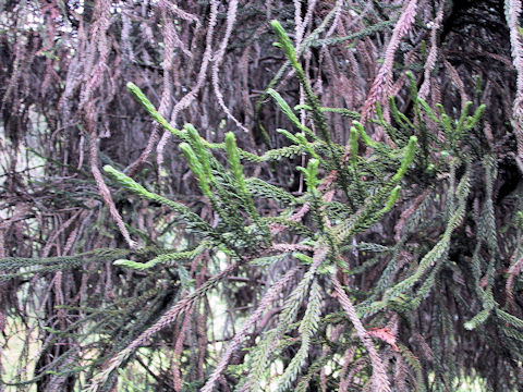 Cryptomeria japonica cv. Araucarioides