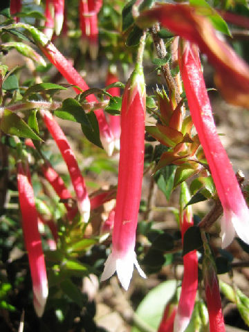 Epacris longiflora