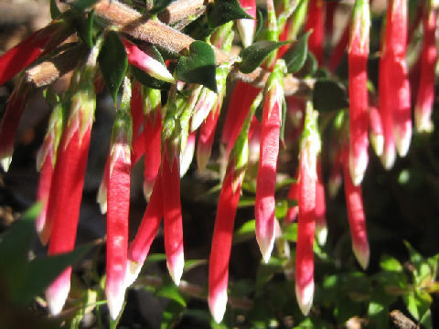 Epacris longiflora