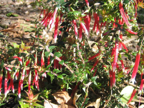 Epacris longiflora